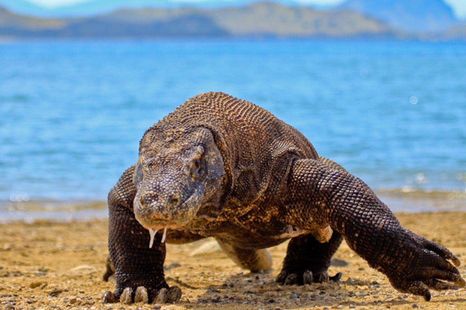 El dragón de Komodo, el lagarto más grande del mundo, está en peligro de extinción