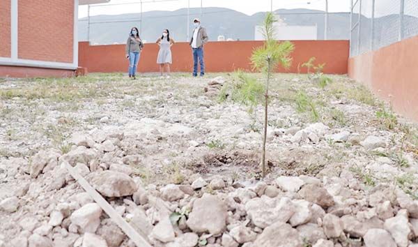 Regreso a clases con un árbol en Coahuila