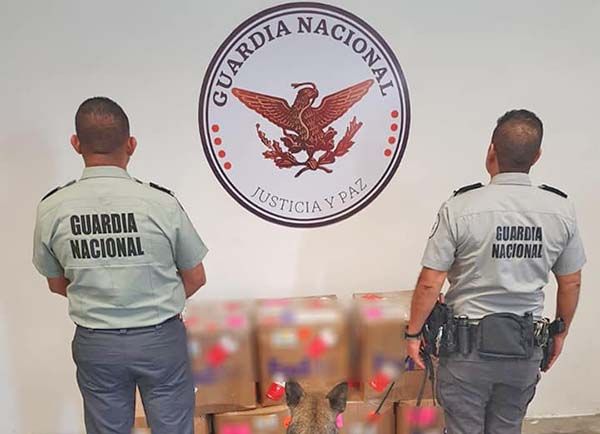 Asegura “peyotazo” la Guardia Nacional