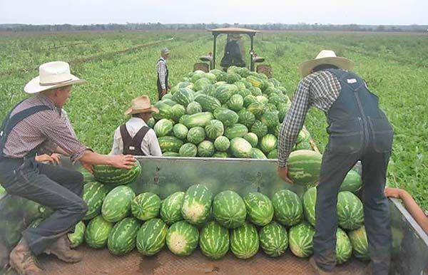 Creará snack a base de sandía