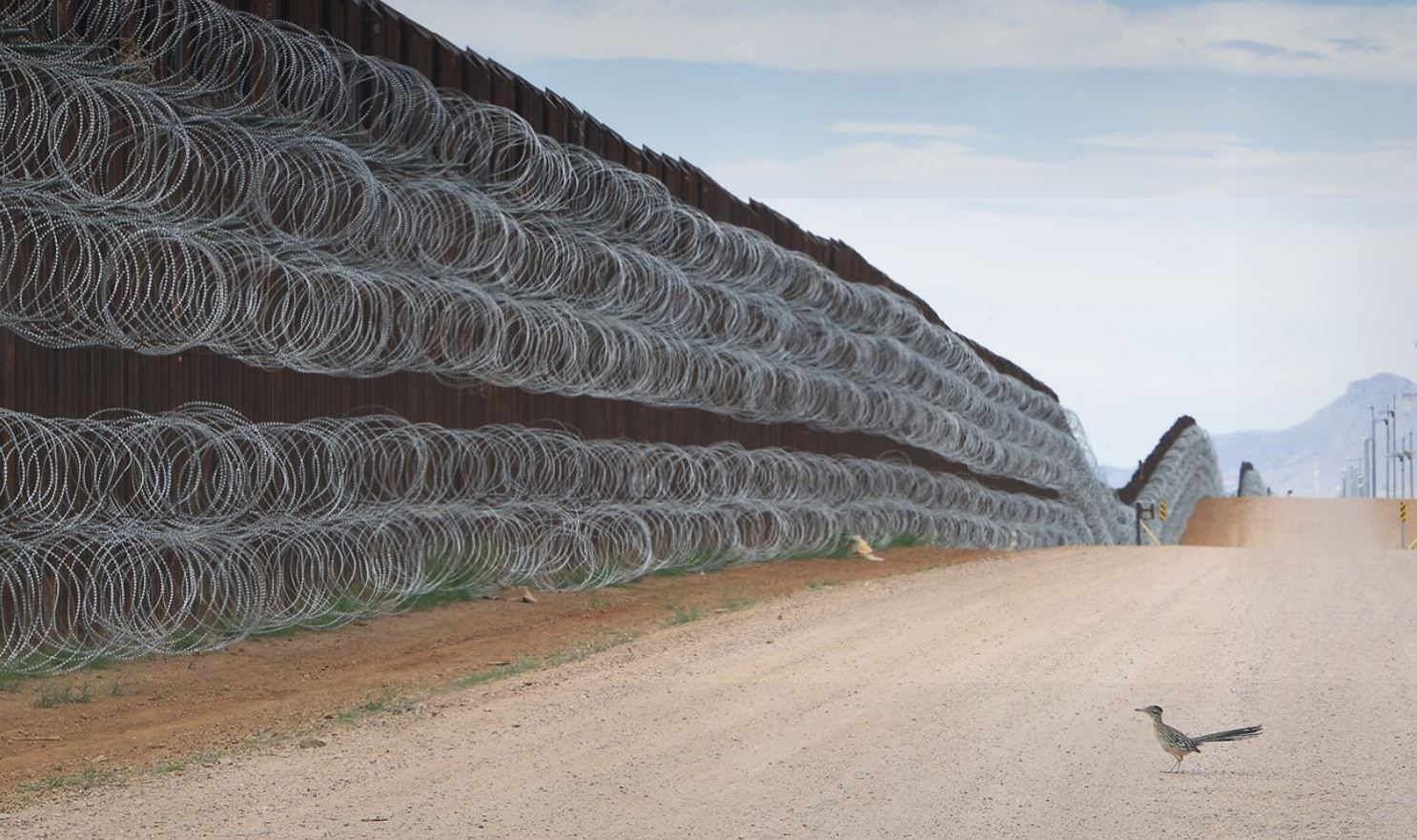 Mexicano gana premio de fotografía por imagen de ave ante el muro fronterizo de EE.UU.