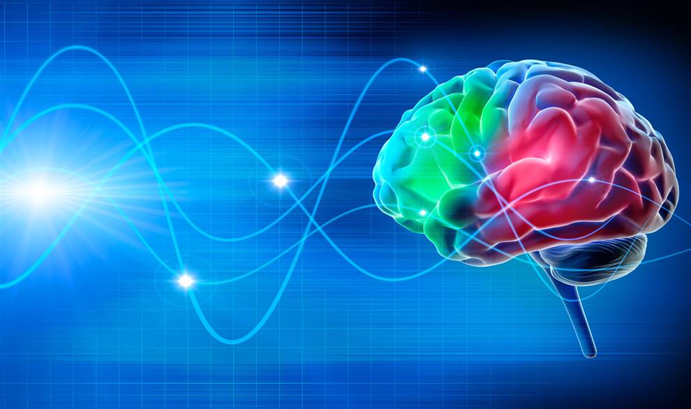 Médicos descubren cómo el cerebro modula la actividad del corazón