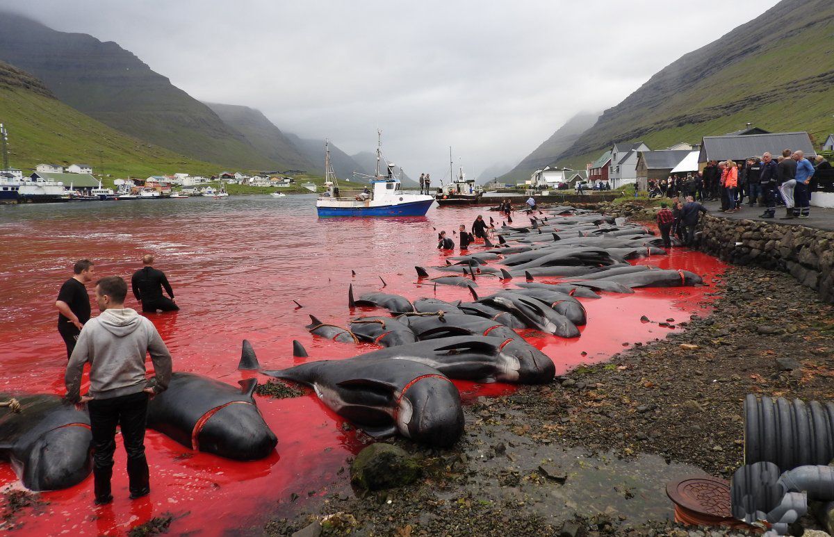 Matanza de más de 1.400 delfines en las islas Feroe causa indignación