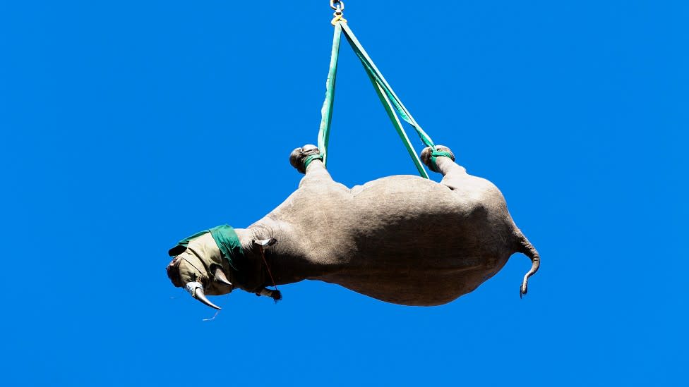 Experimento para trasladar rinocerontes por las patas gana el Premio Ig Nobel
