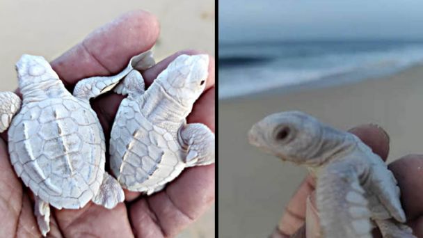 Nacen tortugas albinas en Los Cabos, Baja California Sur