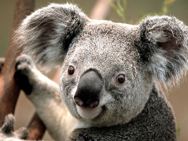 Australia ha perdido casi un tercio de su población de koalas en los últimos tres años, según una fundación