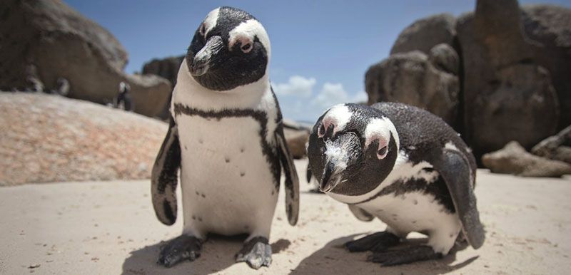Un enjambre de abejas mató a 63 pingüinos en peligro de extinción en Sudáfrica