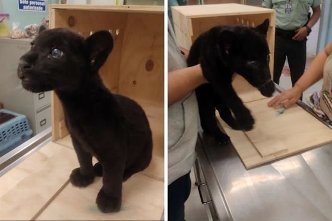 Aseguran un cachorro de jaguar en Aeropuerto de Mérida