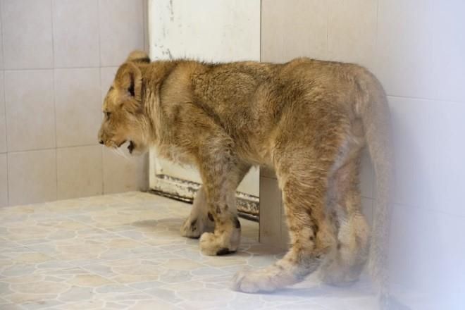 Rescatan a león cachorro que deambulaba en Ecatepec