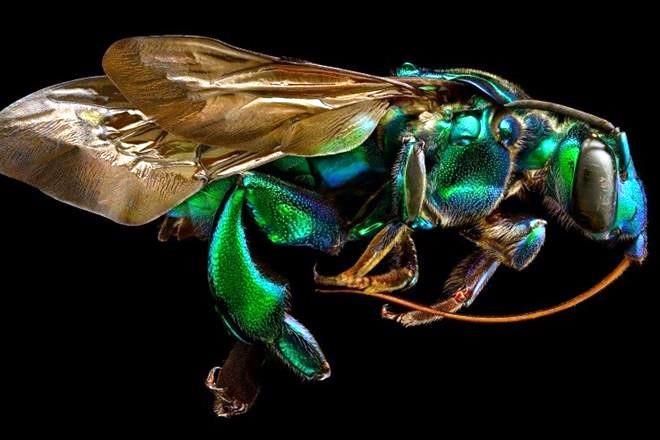 Insectos: arte y ciencia de un mundo en miniatura