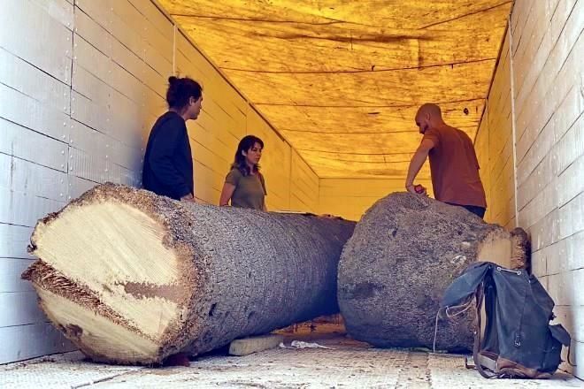 Asumen artistas desafío para crear obra de palma retirada
