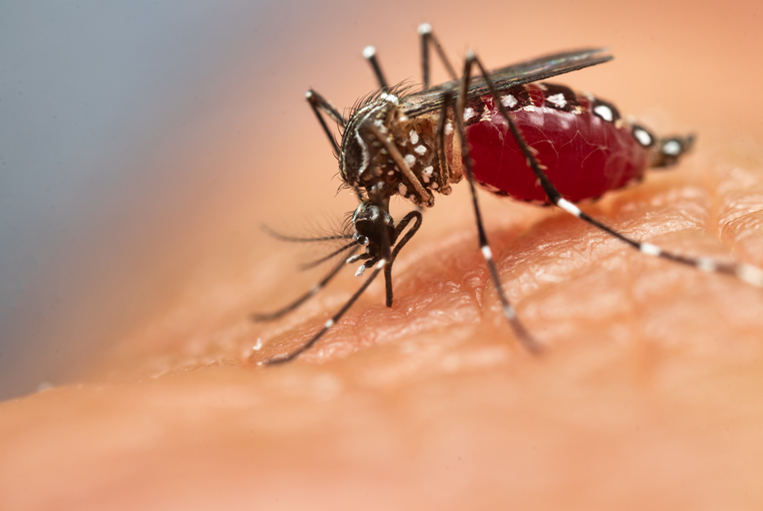 El Zika también muta, cientifícos alertan sobre su peligro
