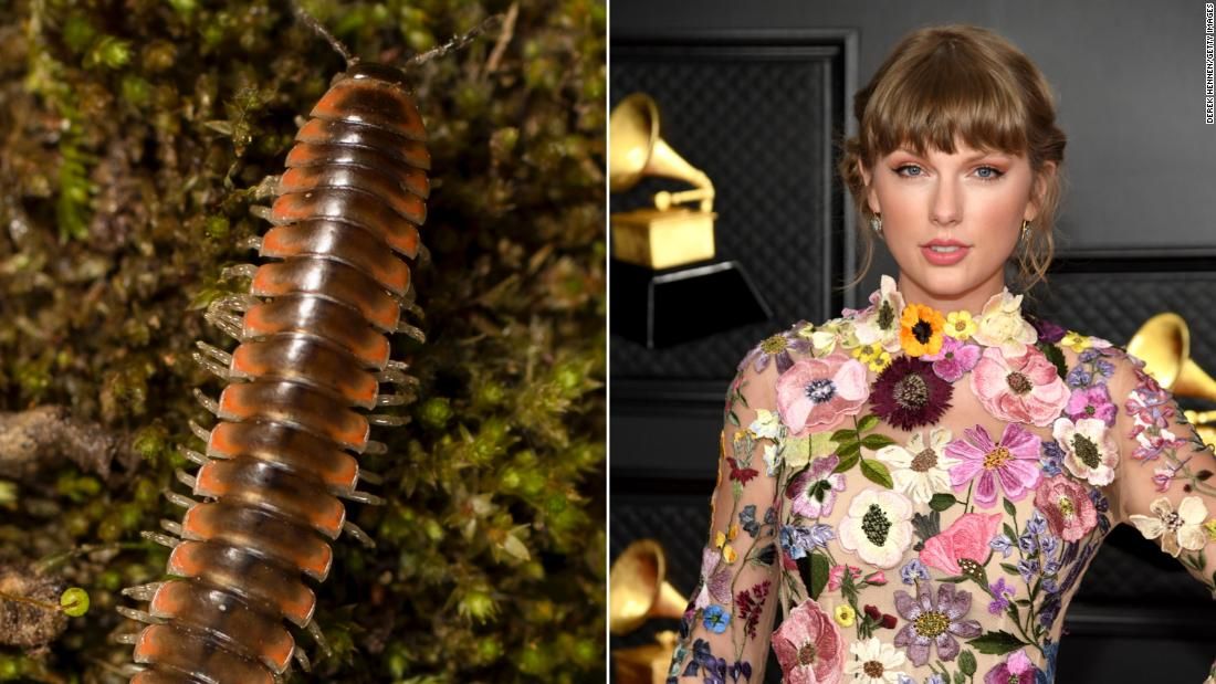 Taylor Swift inspiró a un entomólogo a nombrar un nuevo milpiés en su honor