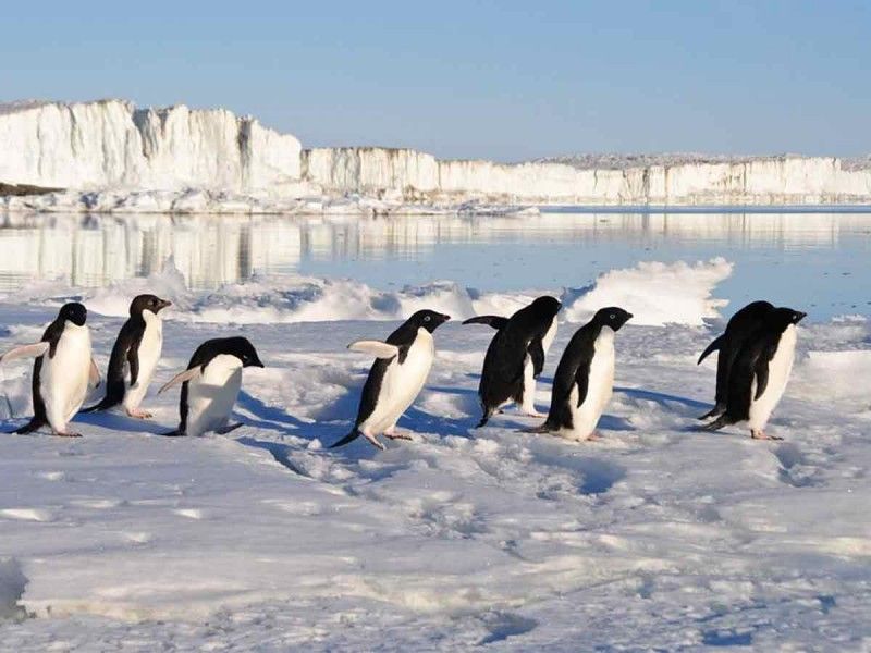 Día Mundial del Pingüino: 10 curiosidades de esta especie en peligro de extinción