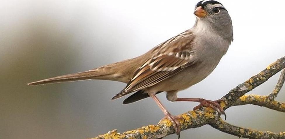 Las aves desarrollarían anorexia por evitar la comida contaminada, estudio