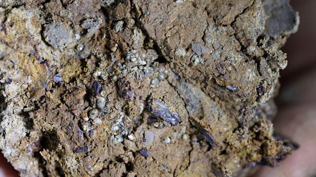 El increíble hallazgo del «primer fósil de dinosaurio vinculado al asteroide que causó su extinción»