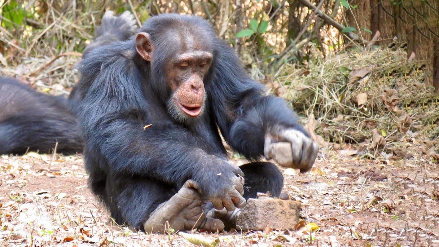 Los chimpancés, paleontólogos naturales. Reconocen restos fósiles de su propia especie
