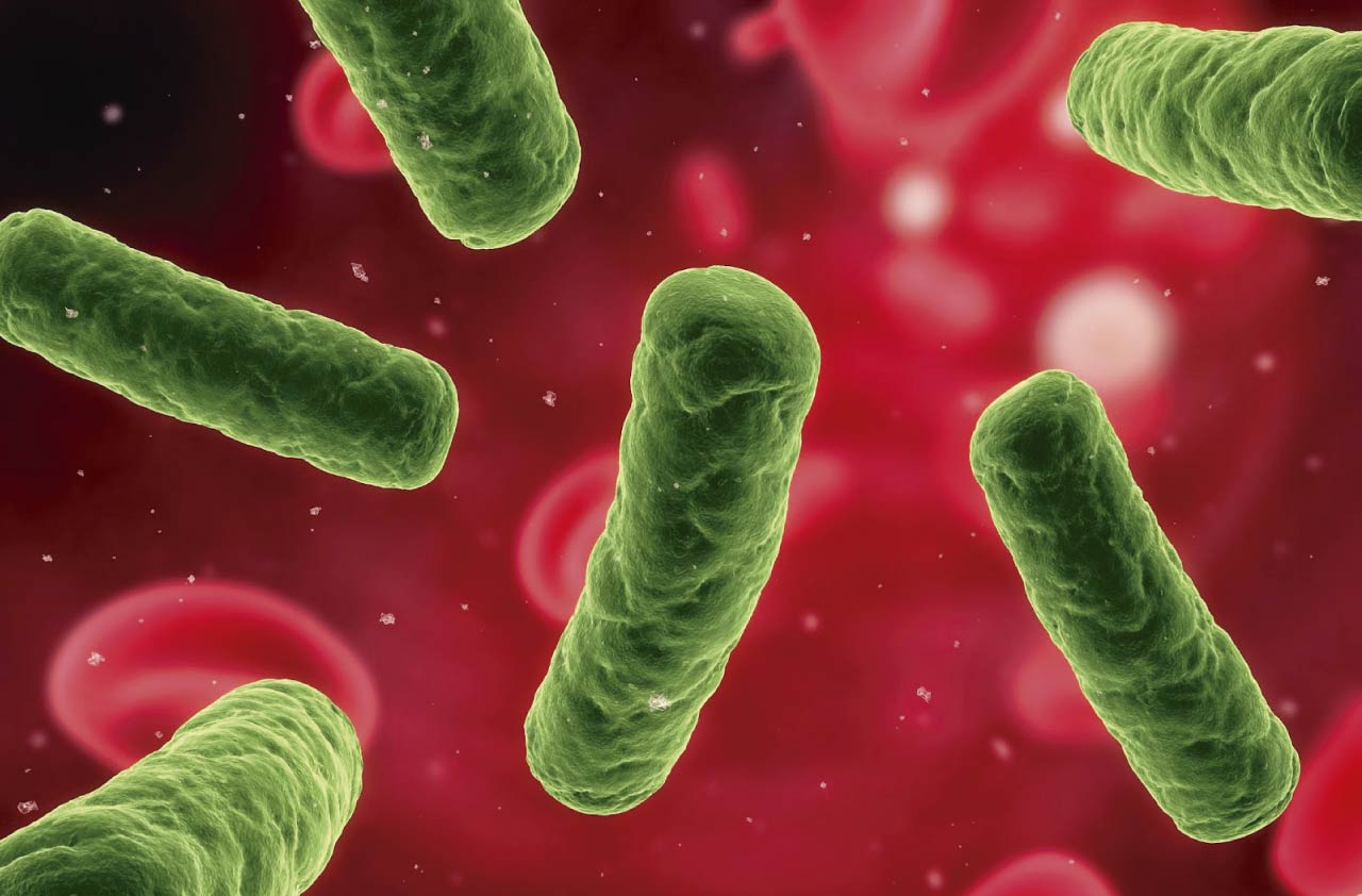 ¿Qué es la salmonela y cómo prevenirla?