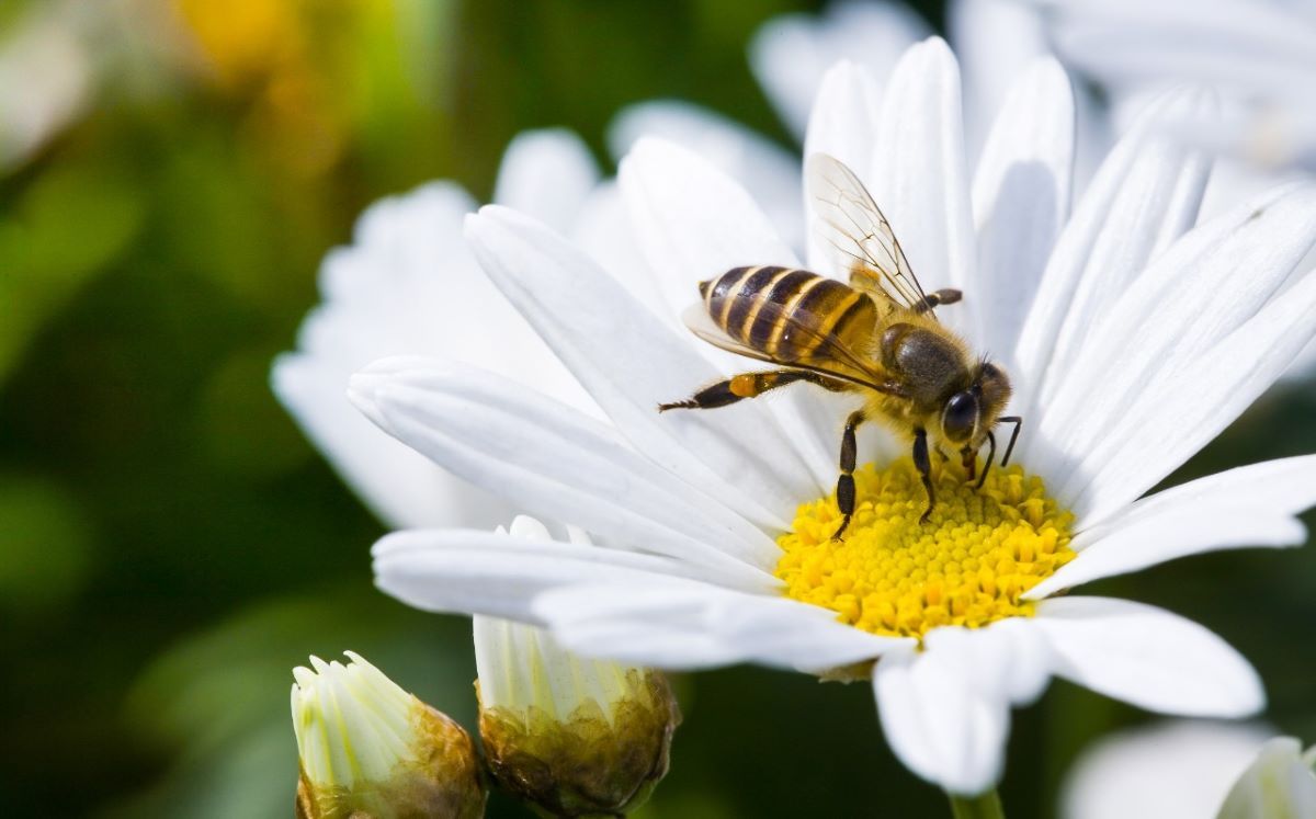 Abejas son más resistentes a cambio climático que abejorros, revela estudio