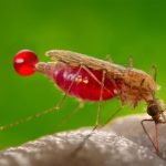 Cómo el cambio climático amenaza con aumentar la transmisión de la malaria