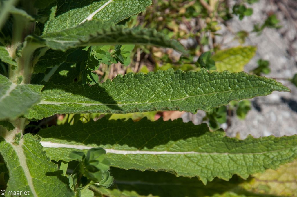 Plantas fumables para cultivar que son legales