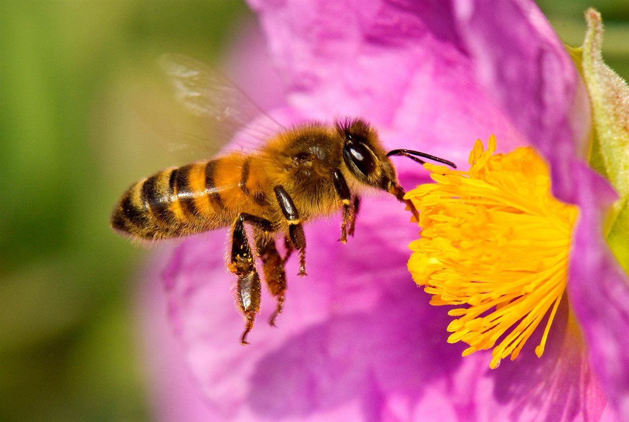 Partes del mundo se dirigen hacia un apocalipsis de insectos, sugiere un estudio