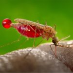 Cómo el cambio climático amenaza con aumentar la transmisión de la malaria