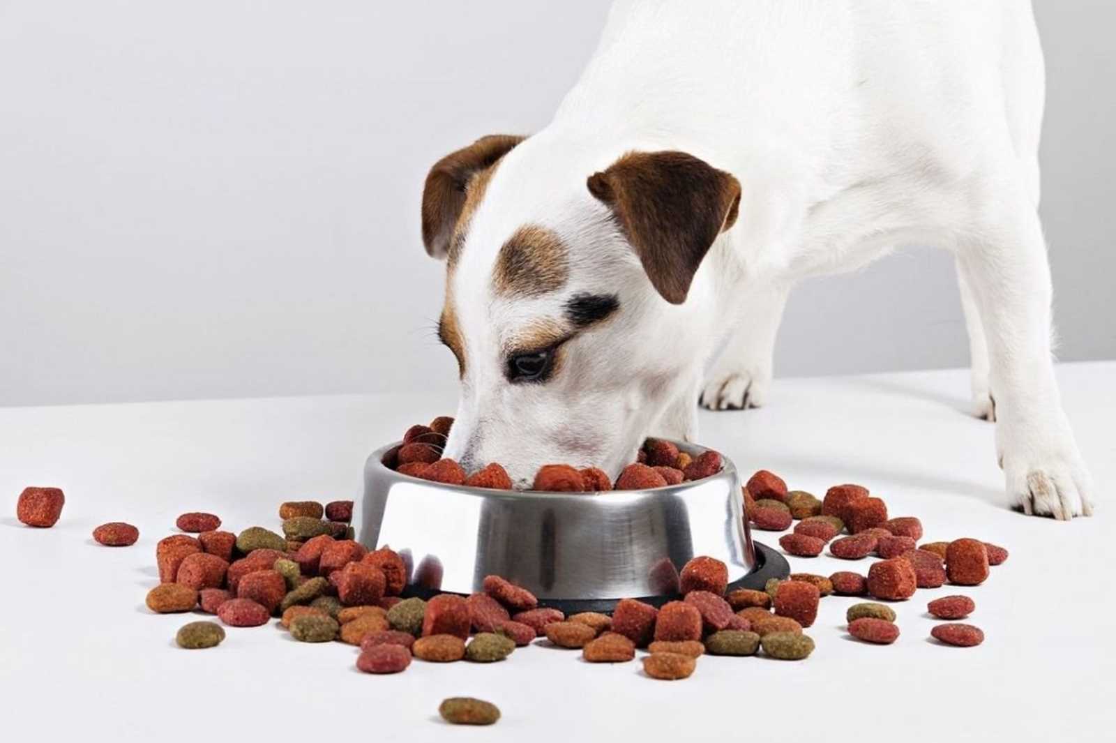 Según un estudio, la frecuencia con la que lavas el plato de tu perro puede afectar tu salud