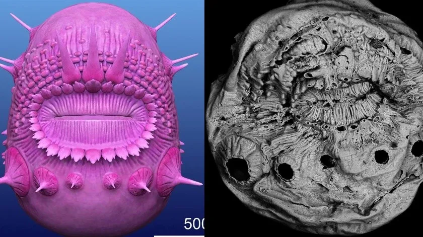 Saccorhytus: La criatura que pudo ser el primer abuelo del ser humano pierde “su título”