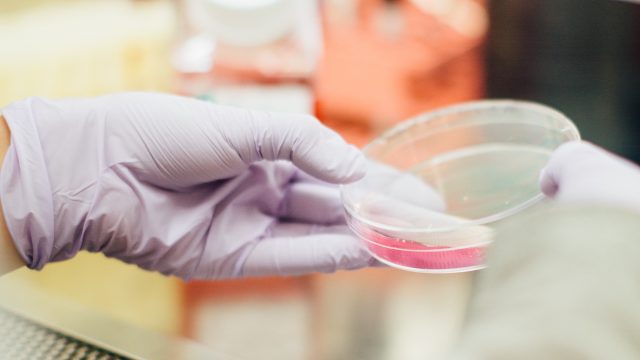 Crean un embrión con células madre de ratón con cerebro y corazón