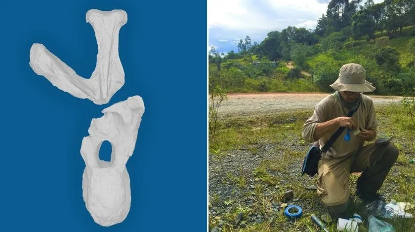Encuentran en Colombia nueva especie de dinosaurio