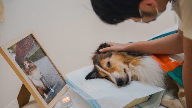Dar el último adiós a las mascotas, un negocio en auge en China