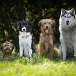 Las 3 razas de perros que están en peligro de extinción