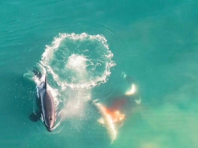 Video: Orcas cazan a tiburón blanco; es primer caso documentado