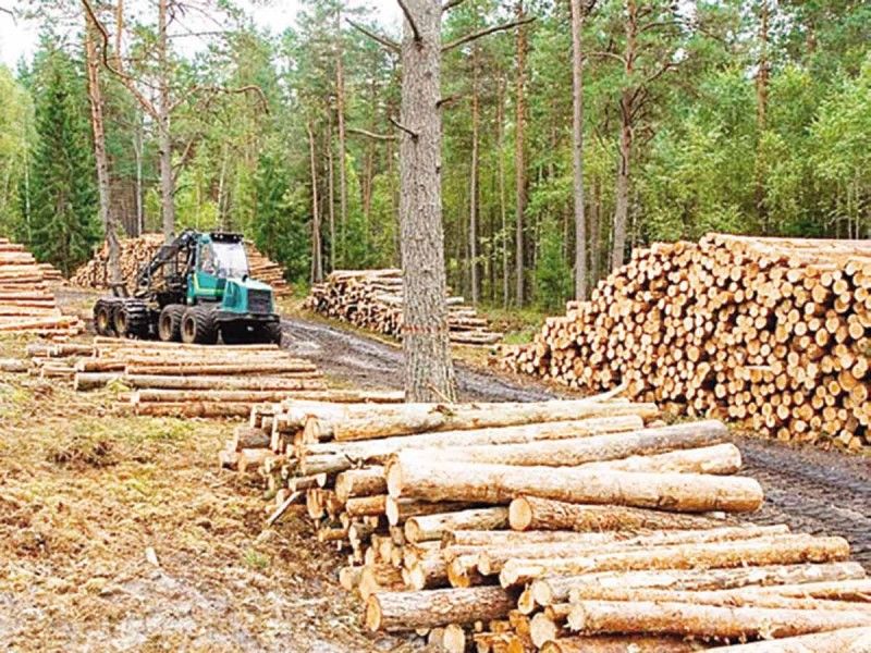 Bosques y selvas pierden más del doble de hectáreas; 256 mil en 2021