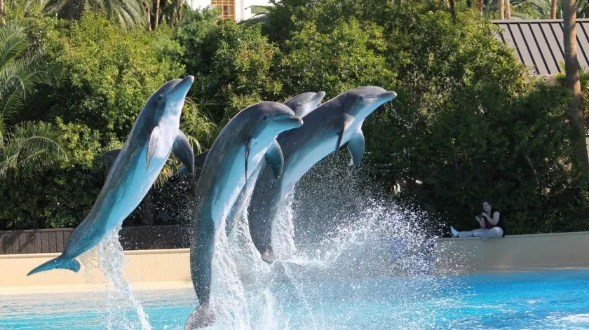 Delfines usan silbidos característicos para representar a otros delfines, de manera similar a como los humanos usan los nombres
