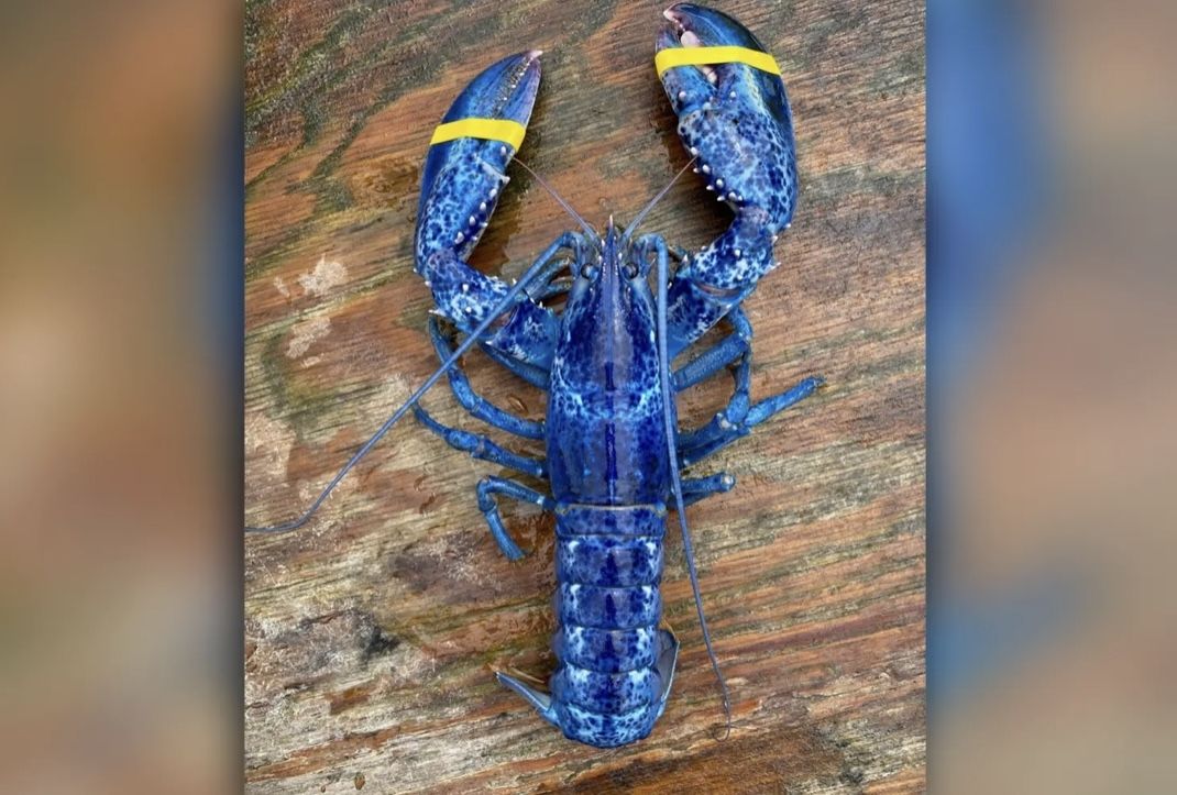 Capturan rara langosta de azul en Maine; la probabilidad de atrapar una es de 1 en 2 millones