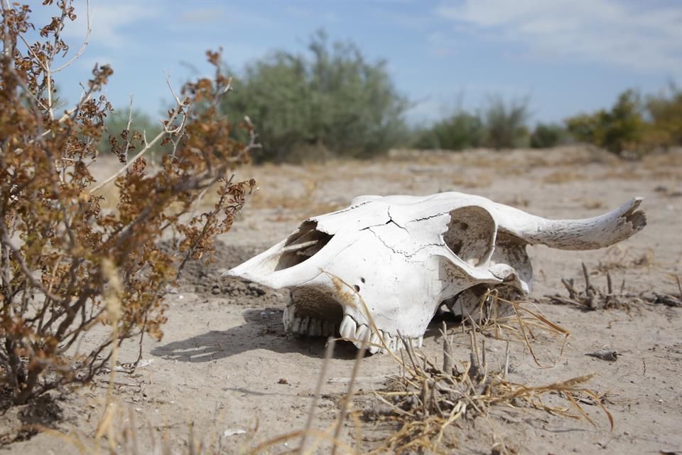 Devasta la peor sequía en 30 años a agricultores del norte