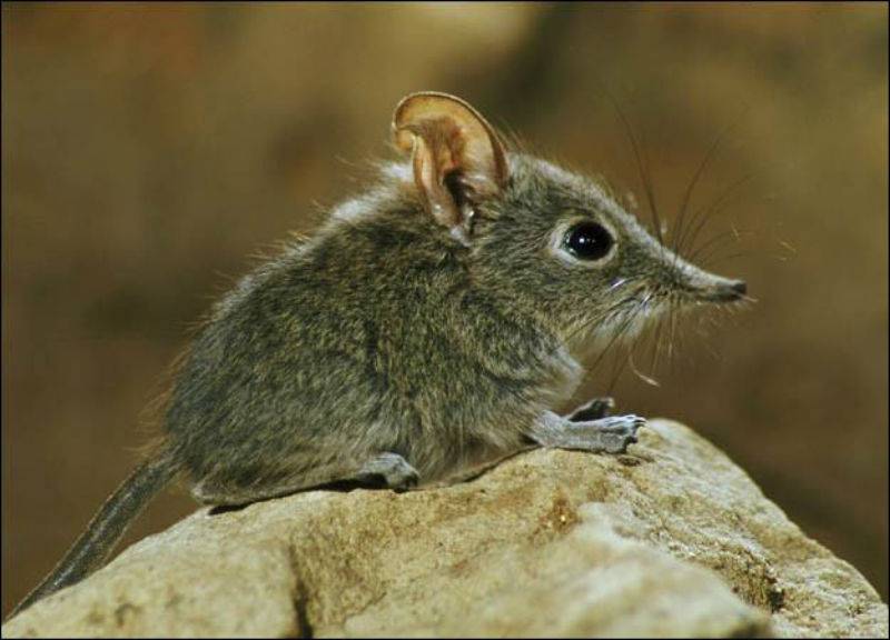 Musaraña pudo transmitir Langya, nuevo virus detectado en China, a los humanos