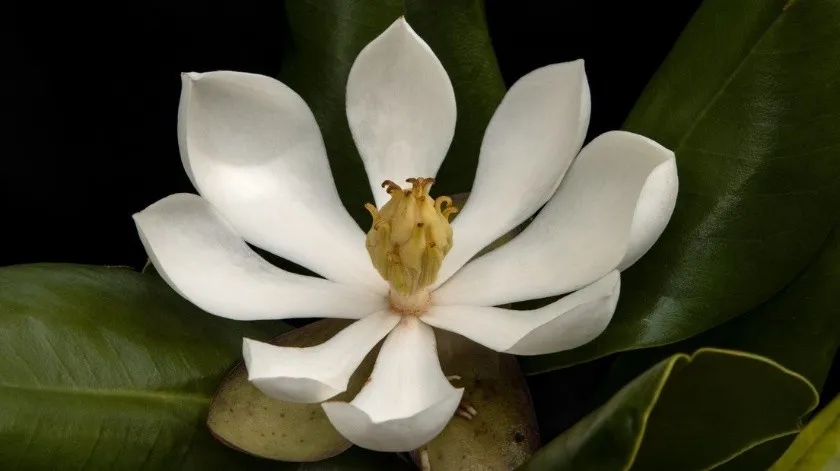 Localizan en Haití especie de magnolia que se creía perdida