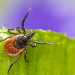 Vacuna experimental que podría acabar con la enfermedad de Lyme entra en su tercera fase de desarrollo