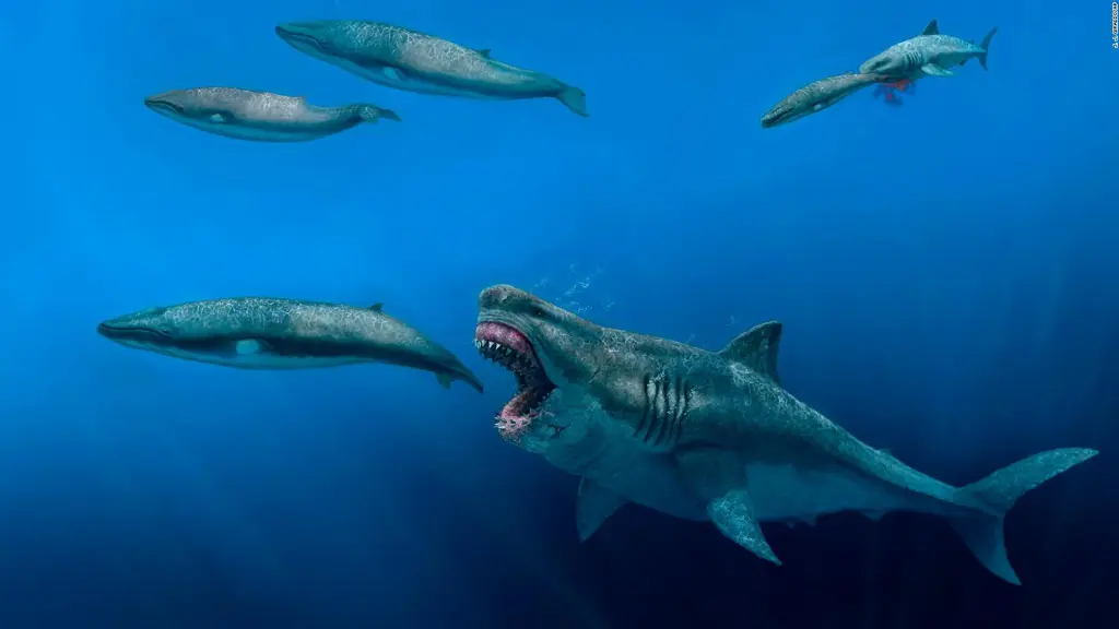 El extinto megalodón era lo suficientemente grande como para comer orcas, dicen los científicos