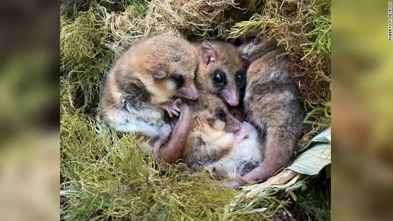 Conoce al pequeño mono de la Patagonia que es un «fósil viviente» de un pasado lejano