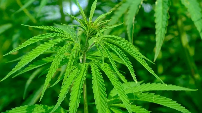 Cannabis medicinal incrementa el riesgo de tener problemas cardíacos