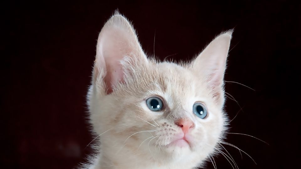 Estas son las razones de por qué el gato cambia de color sus ojos