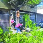 Cae árbol y bloquea la vialidad