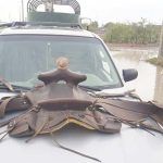 Encuentra montura robada en cabalgata