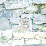 Lluvias ayudan a la fauna silvestre