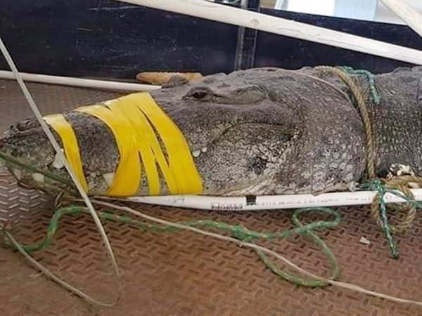 Cocodrilo mata a hombre y “pasea cuerpo” por la orilla de una laguna en Tamaulipas