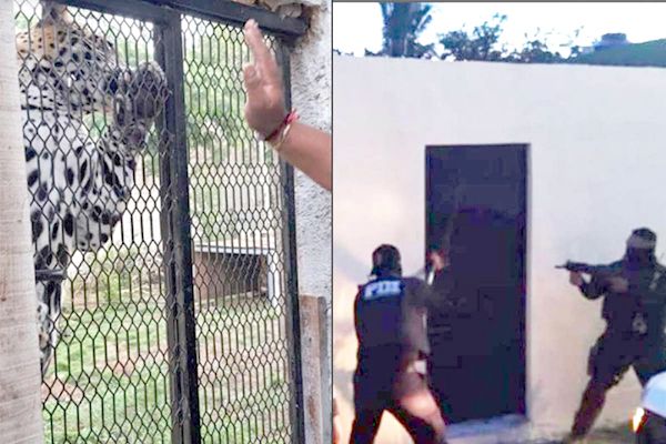 Hallan droga y animales exóticos tras cateos en Cozumel
